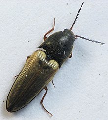 Ampedus nigricollis Ampedus nigricollis.jpg