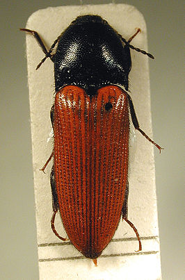 Ampedus pomonae