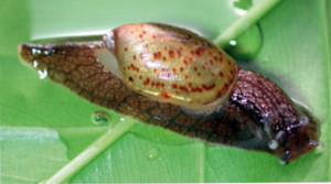 Amphibulima pardalina.png