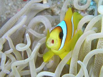 Amphiprion clarkii on Macrodactyla doreensis Amphiprion 2.jpg