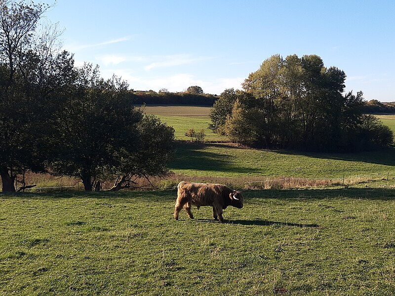 File:Ancient cow, Orlen.jpg