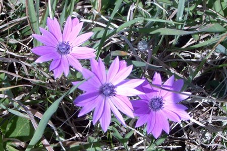 Anemone_hortensis