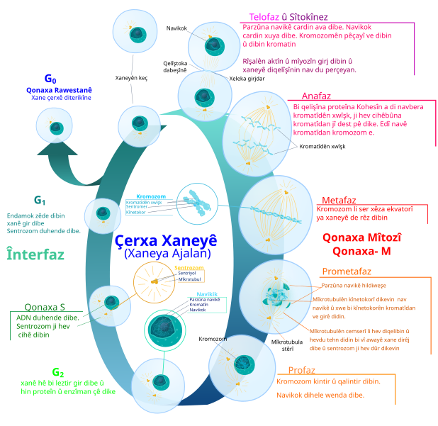 Download File:Animal cell cycle-ku.svg - Wikimedia Commons