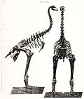 Thumbnail for Anomalopteryx didiformis