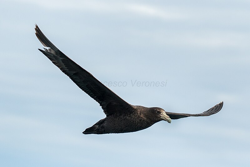 File:Antarctic ( Southern ) Giant Petrel - Stewart Island - New Zealand (39104074931).jpg