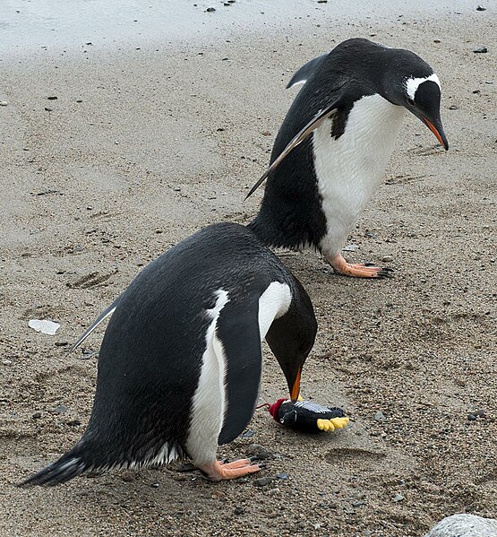 File:Antarctica 2013 Journey to the Crystal Desert (8369573689).jpg