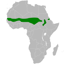 Anthoscopus punctifrons distribution map.png