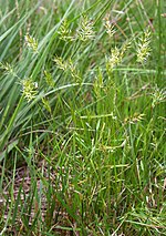 Vorschaubild für Słódke trawy