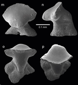 Antiquaobatis toothAntiquaobatis Tooth.png