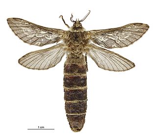 <i>Aoraia orientalis</i> Species of moth