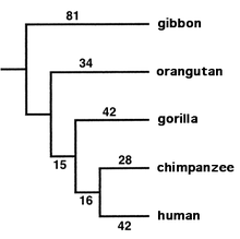 Monkey Classification Chart