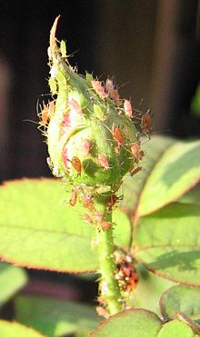 Rose aphid (Macrosiphum rosae) feeding on buds and shoots Aphid rose.jpg