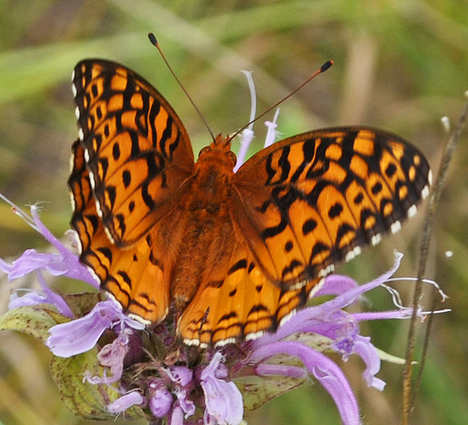 File:Aphrodite Fritillary (Speyeria aphrodite) (9481893723).jpg