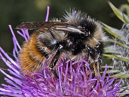 Bombus pyrenaeus