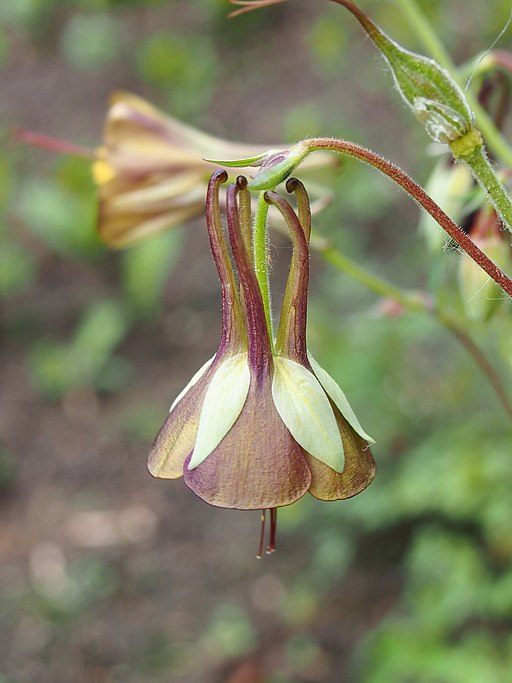 Aquilegia viridiflora Orlik zielonawy 2019-05-05 01