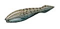 Arandaspis, um peixe primitivo.
