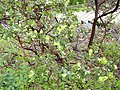 Arctostaphylos viridissima - University of California Botanical Garden - DSC08999.JPG
