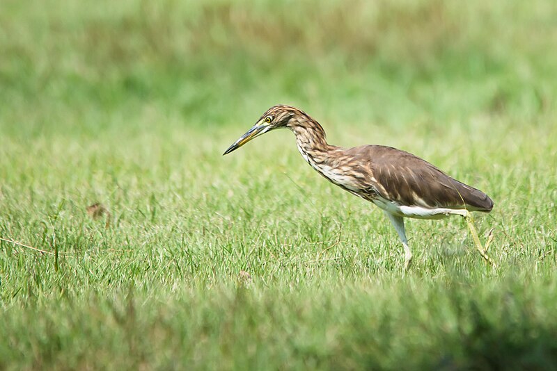 File:Ardeola bacchus, Chinese pond heron - Rot Fai Park - Bangkok (11741996183).jpg