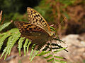 Kardinal (Argynnis pandora)