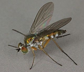 <i>Argyra argyria</i> Species of fly