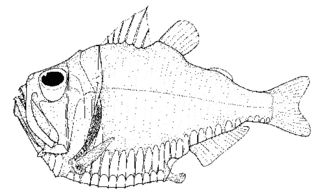 <i>Argyropelecus gigas</i> Species of fish