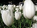 White tulips