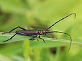 * Nomination Musk beetle on grass --AfroBrazilian 09:28, 1 October 2017 (UTC) * Promotion Good quality. --KTC 10:48, 1 October 2017 (UTC)