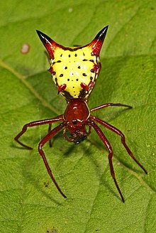 Ok şeklindeki Micrathena - Micrathena sagittata, Julie Metz Wetlands, Woodbridge, Virginia - 8004905359.jpg