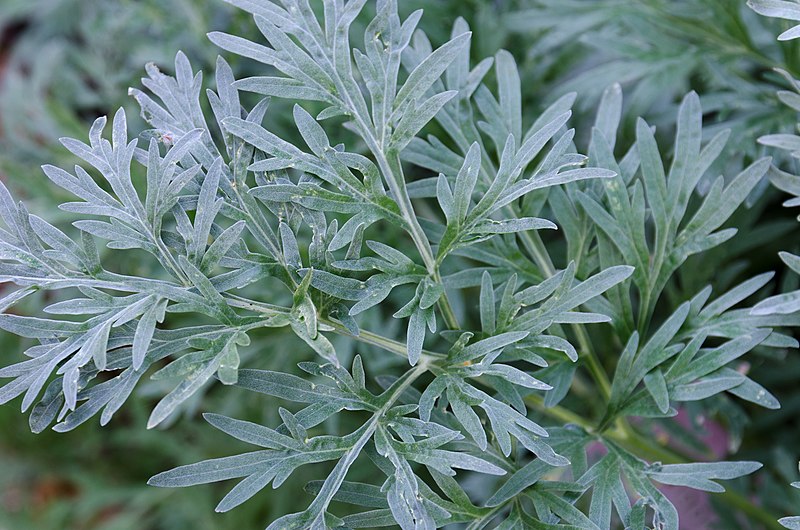File:Artemisia absinthium L. (absintalsem).jpg