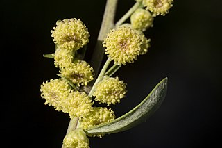 <i>Artemisia franserioides</i> Species of flowering plant