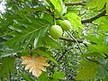 Vue des branches d'un arbre avec des fruits ronds et verts et des larges feuilles