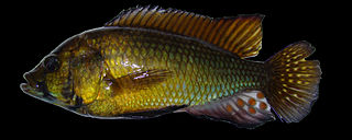 <span class="mw-page-title-main">Alluaud's haplo</span> Species of fish