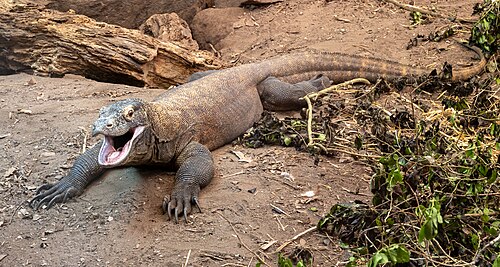 Komodo Dragon (Varanus komodoensis) at Chester Zoo