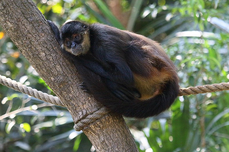 File:Ateles geoffroyi Belize Zoo 04.JPG