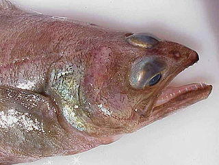 <span class="mw-page-title-main">Arrowtooth flounder</span> Species of fish