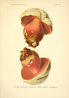 Atlas des champignons comestibles et vénéneux (Planche 57) BHL3270641.jpg