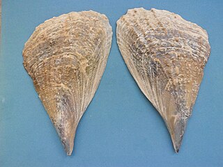 <i>Atrina seminuda</i> Species of bivalve