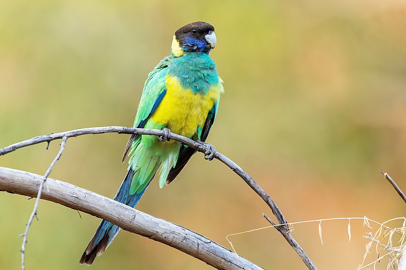 File:Australian Ringneck (Port Lincoln) 0A2A1267.jpg