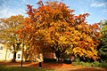Autumnal beech at The Lawn - geograph.org.uk - 3190937.jpg