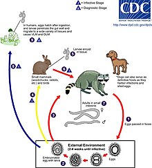 The life cycle of B. procyonis. B.procyonis life cycle.jpg