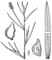 1.24 Category:Potamogeton rutilus Fig. 197