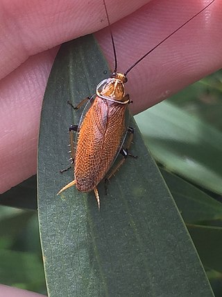 <i>Balta bicolor</i> Species of insect