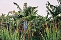 Banana plant growing in St Lucia Own photo from website. More at http://www.ianandwendy.com