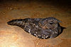 Şerit kanatlı Nightjar (Caprimulgus longirostris) .jpg