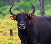 Banteng, TheHunter: Call of the Wild Wiki