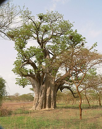 This African Baobab tree, Adansonia digitata, has an enormous bole beneath a relatively modest canopy that is typical of this species. Baobab tree.jpg