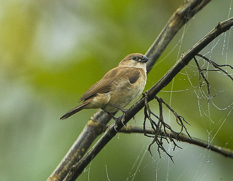 File:Bar-breasted Firefinch fem - Kakum - Ghana S4E2515 (22595258119).jpg