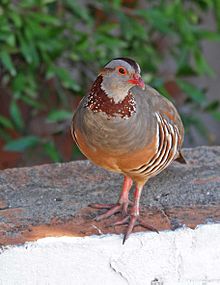 The Barbary partridge breeds on the Rock of Gibraltar and nowhere else on mainland Europe Barbary Partridge, Gibraltar.jpg