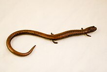 Batrachoseps gavilanensis - Gabilan Mountains slender salamander Batrachoseps gavilanensis - Gabilan Mountains Slender Salamander 01.jpg