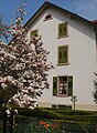 Bauerngarten mit blühender Magnolie in Grenzach-Wyhlen.jpg